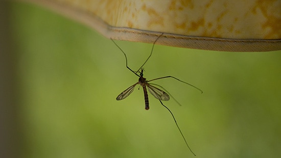 Detección de plagas: mosquito