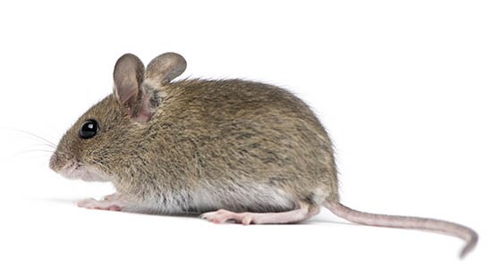 diario compuesto Producción Tipos comunes de roedores | Ecolab