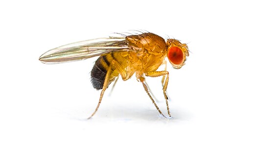 Fruit/Vinegar Fly