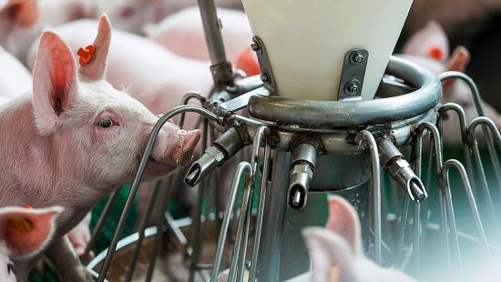 salud de los animales