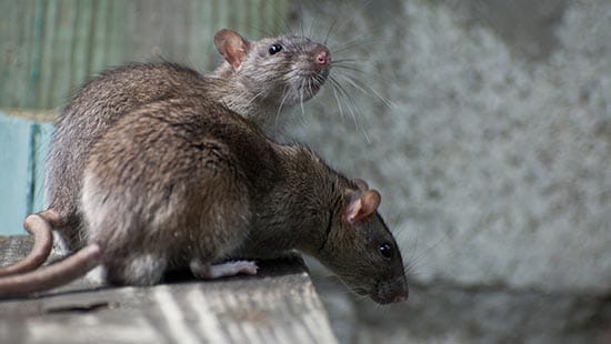 dos ratas noruegas (RATTUS NORVEGICUS) son tipos comunes de roedores