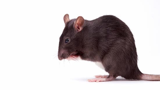 diario compuesto Producción Tipos comunes de roedores | Ecolab